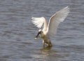 Lepelaar, Eurasian Spoonbill, Platalea leucorodia Royalty Free Stock Photo