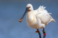 Lepelaar, Eurasian Spoonbill, Platalea leucorodia Royalty Free Stock Photo