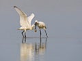 Lepelaar, Eurasian Spoonbill, Platalea leucorodia Royalty Free Stock Photo