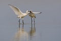 Lepelaar, Eurasian Spoonbill, Platalea leucorodia