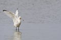 Lepelaar, Eurasian Spoonbill, Platalea leucorodia Royalty Free Stock Photo