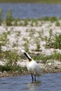 Lepelaar; Eurasian Spoonbill; Platalea leucorodia Royalty Free Stock Photo