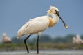 Lepelaar, Eurasian Spoonbill, Platalea leucorodia