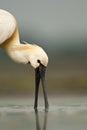 Lepelaar, Eurasian Spoonbill, Platalea leucorodia