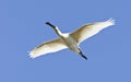 Lepelaar, Eurasian Spoonbill, Platalea leucorodia