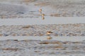 Lepelbekstrandloper, Spoon-billed Sandpiper, Eurynorhynchus pygmeus Royalty Free Stock Photo