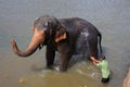 Ãâ¢lephant bathing Royalty Free Stock Photo