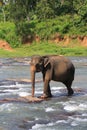 Ãâ¢lephant in the river Royalty Free Stock Photo