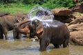 Ãâ¢lephant in the river Royalty Free Stock Photo