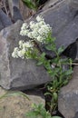 Field pepperwort flowers, Lepidium campestre.Lepidium campestre - Wild plant shot in the spring