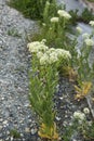 Lepidium draba in bloom