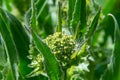 Lepidium draba, Cardaria draba, Hoary Cress, Brassicaceae. Wild plant shot in the spring