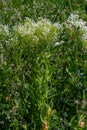 Lepidium draba creamy white inflorescence