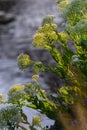 Lepidium draba creamy white inflorescence