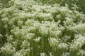 Lepidium draba plant in bloom