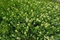 Lepidium draba grows in the wild Royalty Free Stock Photo