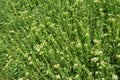 Lepidium draba grows in the wild Royalty Free Stock Photo