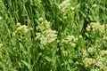 Lepidium draba grows in the wild Royalty Free Stock Photo