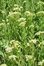 Lepidium draba grows in the wild Royalty Free Stock Photo