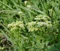 Lepidium draba grows in the wild Royalty Free Stock Photo