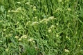 Lepidium draba grows in the wild Royalty Free Stock Photo