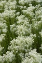 Lepidium draba plant in bloom