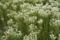 Lepidium draba plant in bloom