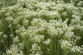 Lepidium draba plant in bloom