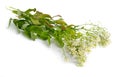 Lepidium draba, the whitetop or hoary cress, or Thanet cress. Isolated on white