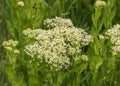 Lepidium draba, whitetop, hoary cress, Thanet cress, a rhizomatous perennial flowering plant