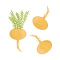 Lepidium meyenii. Maca. Vector set