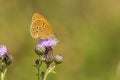 Butterfly, Lepidoptera. A insect with very fragile wings