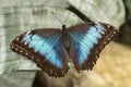 Butterfly, Lepidoptera. A insect with very fragile wings