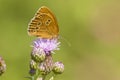 Butterfly, Lepidoptera. A insect with very fragile wings