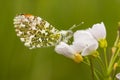 Butterfly, Lepidoptera. A insect with very fragile wings