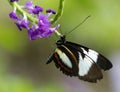 Lepidoptera butterfly on a blossom purple flower, macro Royalty Free Stock Photo