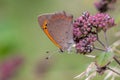 Lepidoptera butterfly delicately rests atop a vibrant pink flower bush Royalty Free Stock Photo