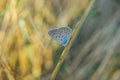 Lepidoptera.Butterfly