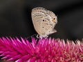 Lepidoptera on Celozja Royalty Free Stock Photo