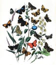 Lepidoptera Illustration. Lepidoptera Illustration. botanical poster.