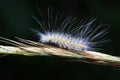 Lepidoptera larvae inhabit wild plants, North China Royalty Free Stock Photo