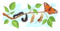 Lepidoptera metamorphosis. Caterpillar to butterfly development process cocoon transformation on tree, life cycle pupa