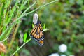 Lepidoptera Monarch Butterfly and Chrysalis