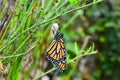 Lepidoptera Monarch Butterfly and Chrysalis