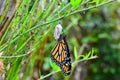 Lepidoptera Monarch Butterfly and Chrysalis