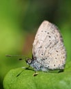 Lepidoptera in natural habitat Royalty Free Stock Photo