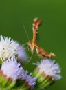 Lepidoptera plume moth closeup Royalty Free Stock Photo