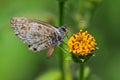 Lepidoptera posing on yellow flower Royalty Free Stock Photo