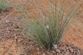 Lepidosperm trees are grass plants that grow in arid lands