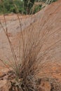 Lepidosperm trees are grass plants that have died in arid land
